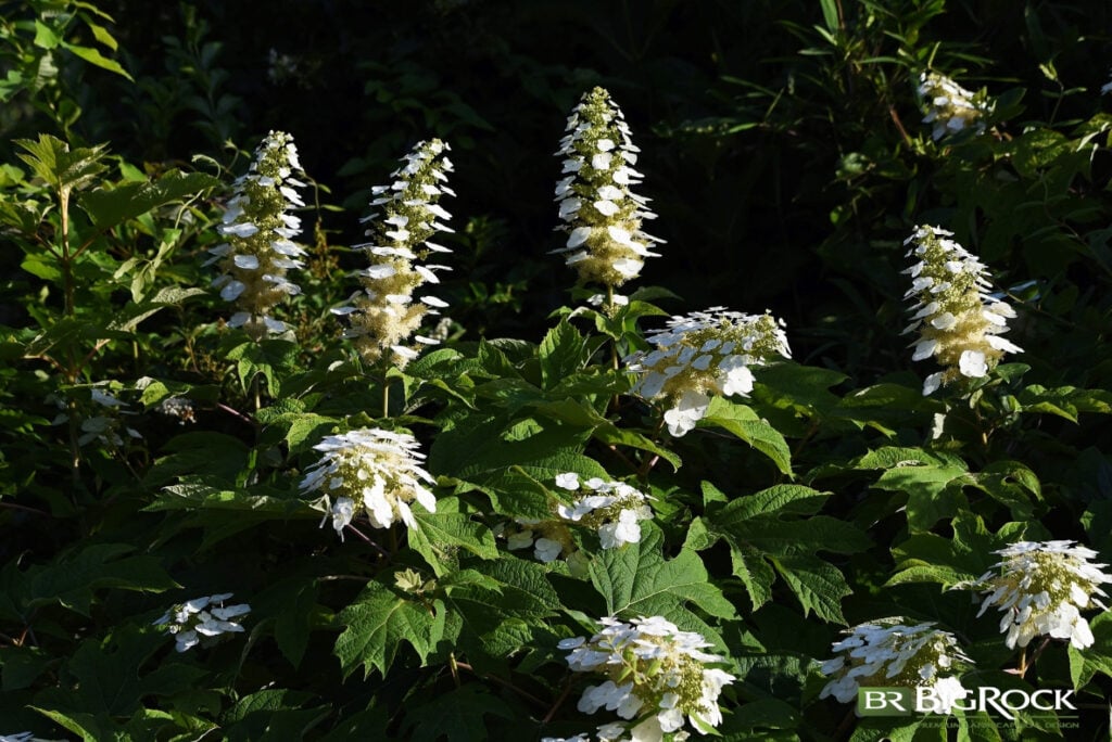 This plant flowers in the late spring and early summer, with flowers that start white and turn pink as they age.