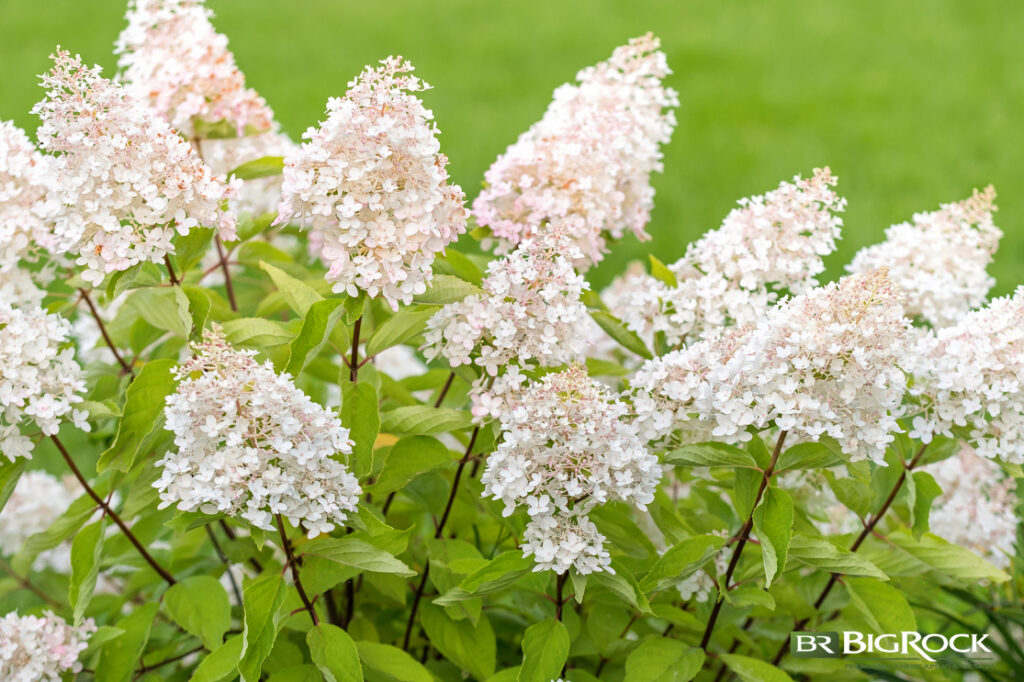 This breed of hydrangea includes variations like Limelight, Fire Light, and Tardiva. Once established, this variation is relatively drought tolerant, perfect for Utah’s hot summers.