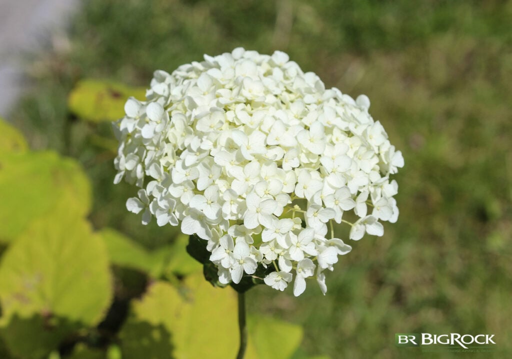 These hydrangeas are known for their large white or pale pink flowers that pop off during the summer. Blooming with full, rounded clusters, they are long-lasting flowers that are easy to dry and use throughout the year.