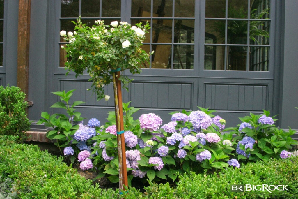 These gorgeous plants can grow and even thrive in Utah under the right conditions.