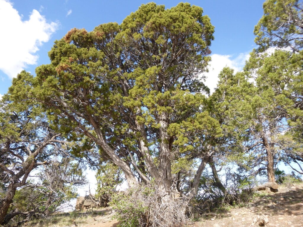 As a desert evergreen, it’s drought-resistant and cold-tolerant. With thoughtful placement, this wild and shrubby tree brings life to otherwise unimaginative landscapes.