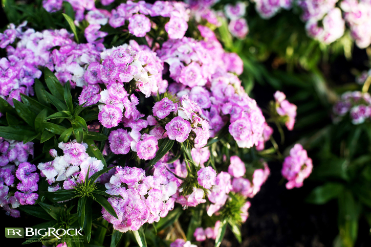 Textures can enhance the spirit of your garden by using varying textures of plants or even tree bark to mix up the sensory experience.