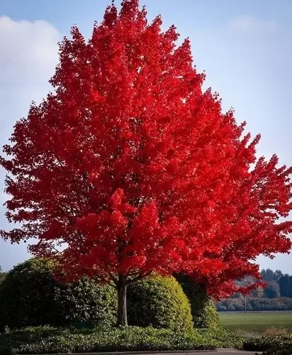 While Utah autumns are relatively short, they don’t hold back when it comes to color. Cool nights and warm days lead to dramatic reds, oranges, and golds that are sure to make your yard pop.