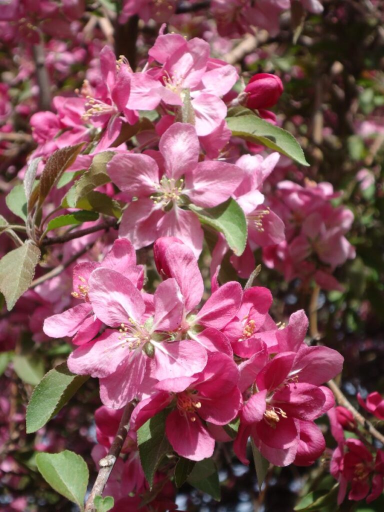 Spring also marks an end to the region’s cold and snowy winters, so we love incorporating trees and shrubs that bring a pop of color and make your yard come to life with their vibrant blossoms.