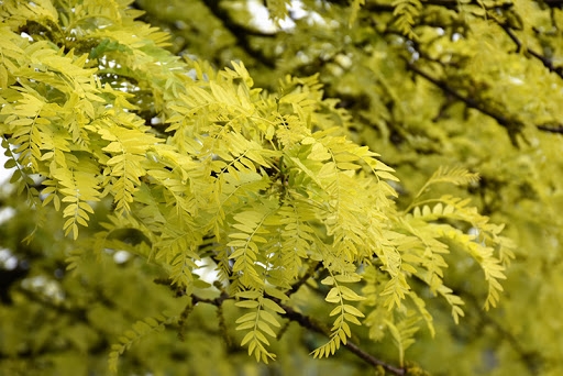 When selecting trees and shrubs for your yard, you’ll want to make sure to choose hardy plants that can thrive in these semi-arid conditions.