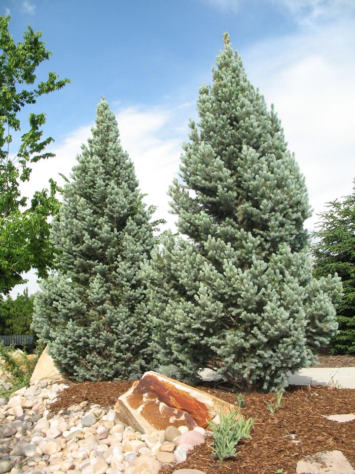 Adding evergreen trees and shrubs to your yard offers year-round visual interest and color contrast throughout each season.