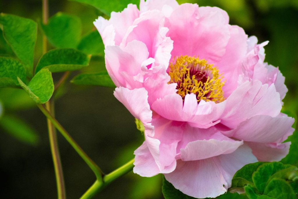 The longer you keep your peony bushes, the more beautiful your flowers will be. They need 6-8 hours of sunlight every day, so they love Utah.
